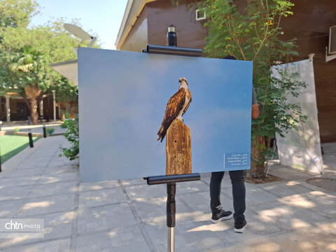 نشست تخصصی گردشگری حیات‌وحش با محوریت پرنده‌نگری خوزستان