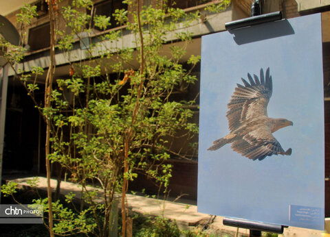 نشست تخصصی گردشگری حیات‌وحش با محوریت پرنده‌نگری خوزستان