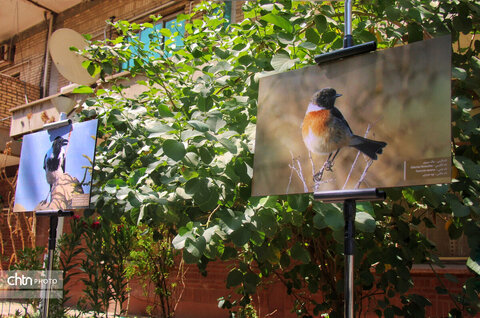نشست تخصصی گردشگری حیاتوحش با محوریت پرندهنگری خوزستان