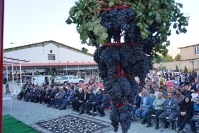 جشنواره انگور سیاه میرآباد