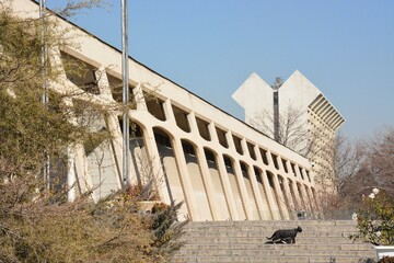 تکذیب شایعه قطع درختان در محوطه موزه فرش تهران