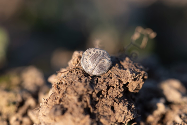 کشف گنجینه‌ای کم‌نظیر از سکه‌ها و زیورآلات سلتی در بوهمیای غربی