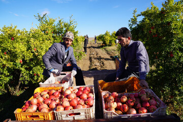 ۳۴ هزار تن محصول انار در شهرستان طارم برداشت می‌شود