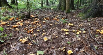 چهارمین جشنواره محلی زردکیجا در مازندران برگزار می‌شود