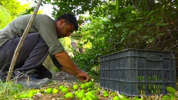 برداشت لیمو ترش از باغ‌های کهگیلویه و بویراحمد