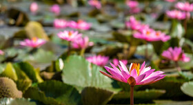 انزلی، مروارید گیلان و شکوه تالاب