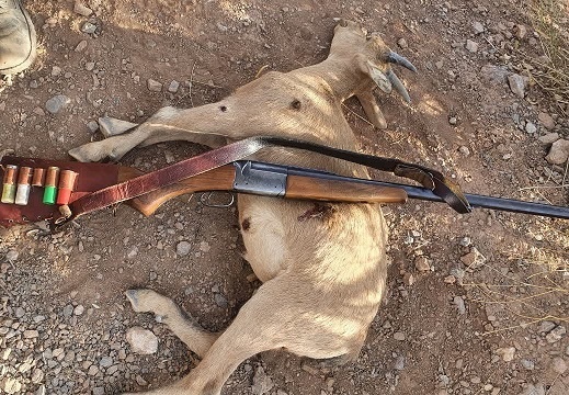 دستگیری شکارچی متخلف در منطقه پارک ملی دنا