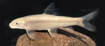 کشف و ثبت جهانی گونه جدیدی از ماهیان