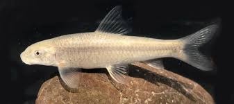 کشف و ثبت جهانی گونه جدیدی از ماهیان