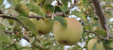 عطر سیب در دامنه‌های دنا؛ آغاز برداشت سیب از باغات مرغوب سی‌سخت