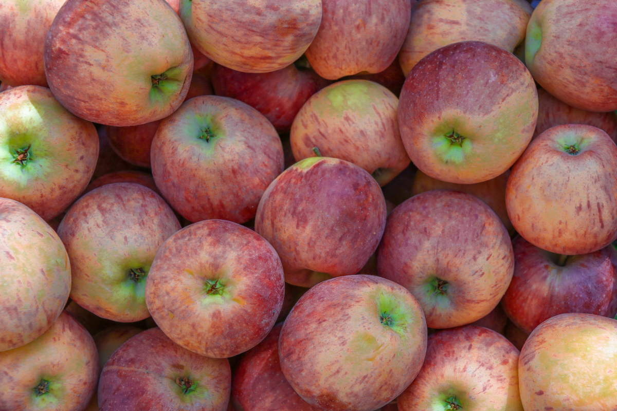 برداشت سیب سی سخت