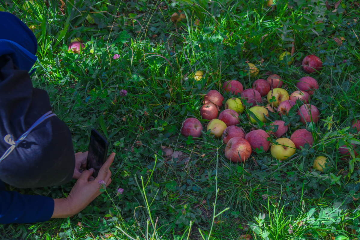 برداشت سیب سی سخت