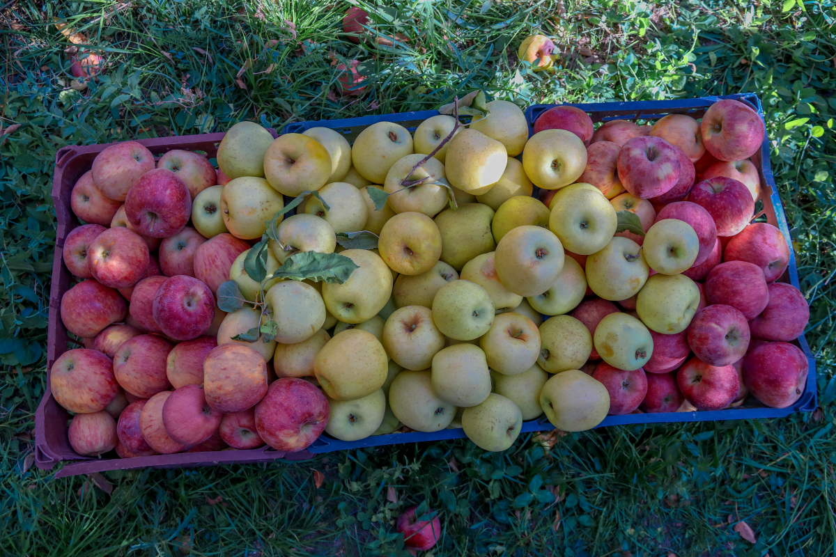 برداشت سیب سی سخت