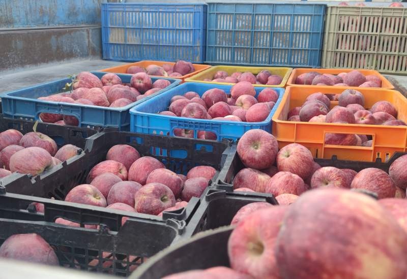 برداشت سیب سی سخت