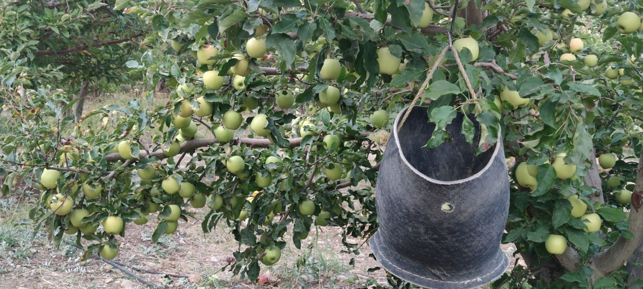 برداشت سیب سی سخت