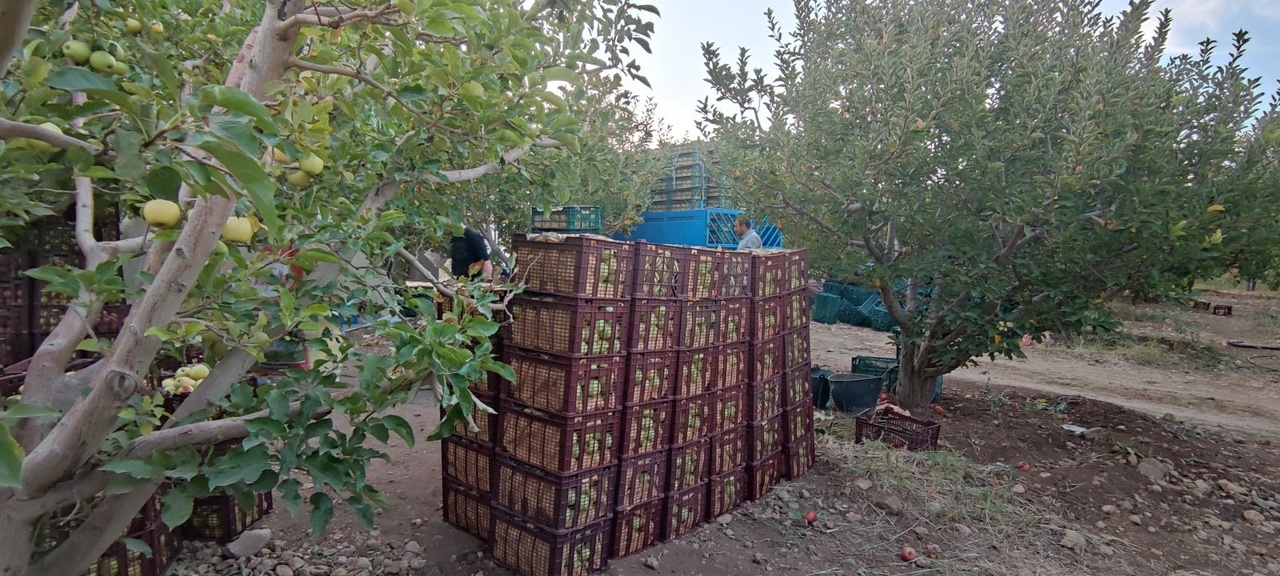 برداشت سیب سی سخت