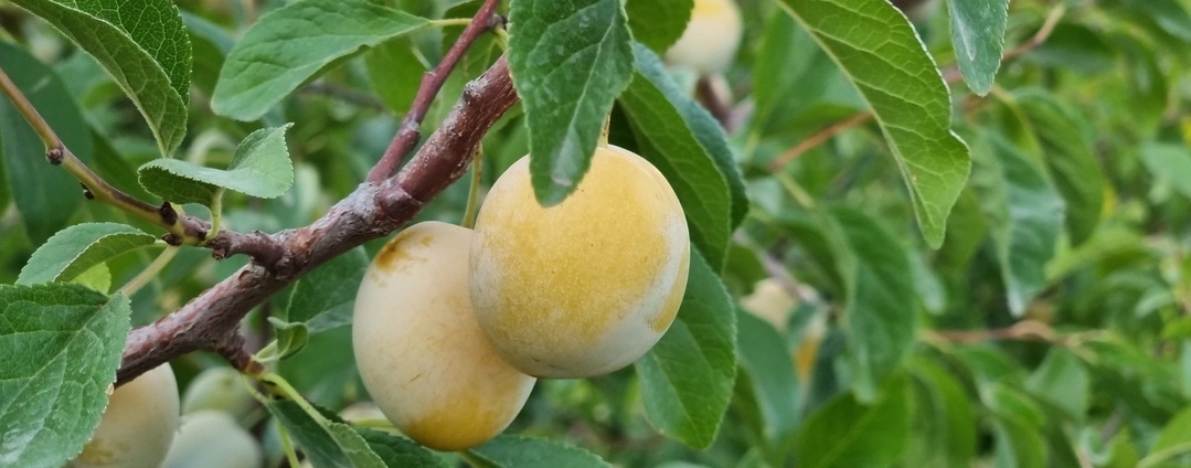 برداشت سیب سی سخت