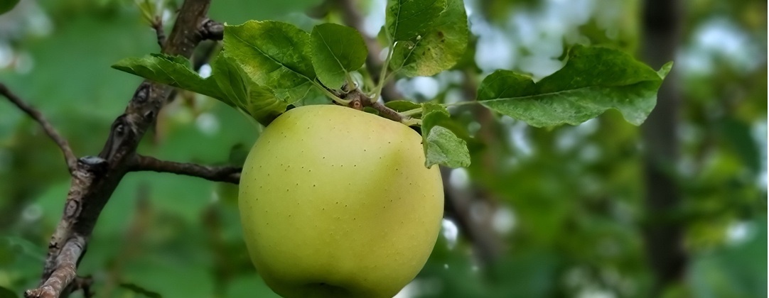 برداشت سیب سی سخت