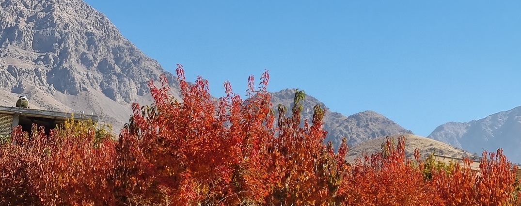 برداشت سیب سی سخت