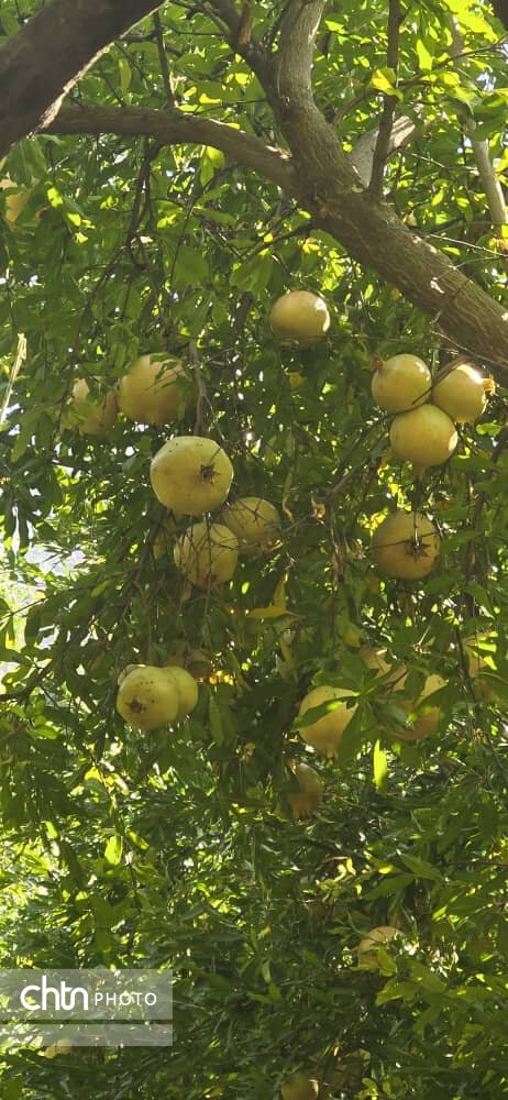 سومین جشنواره انار دزپارت در تنگهقاف برگزار میشود