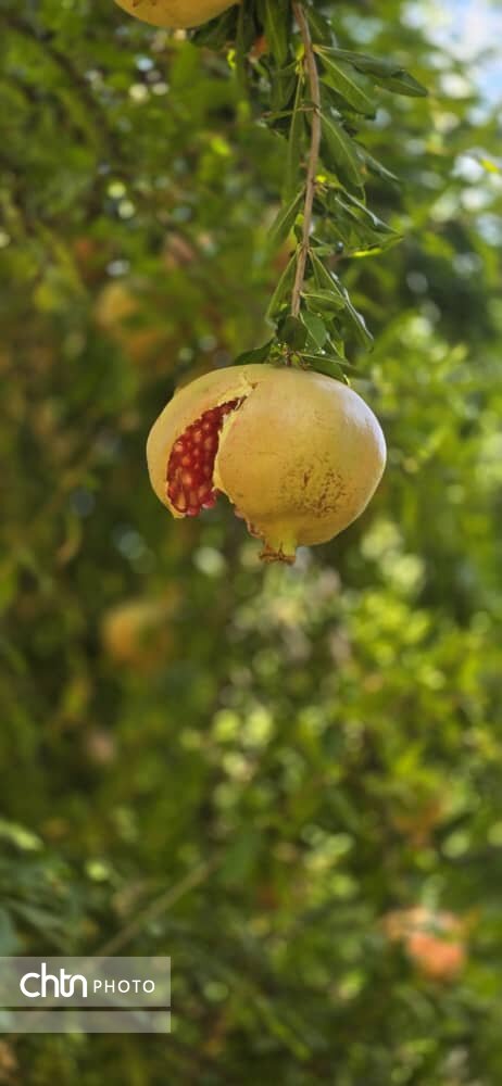 سومین جشنواره انار دزپارت در تنگهقاف برگزار میشود