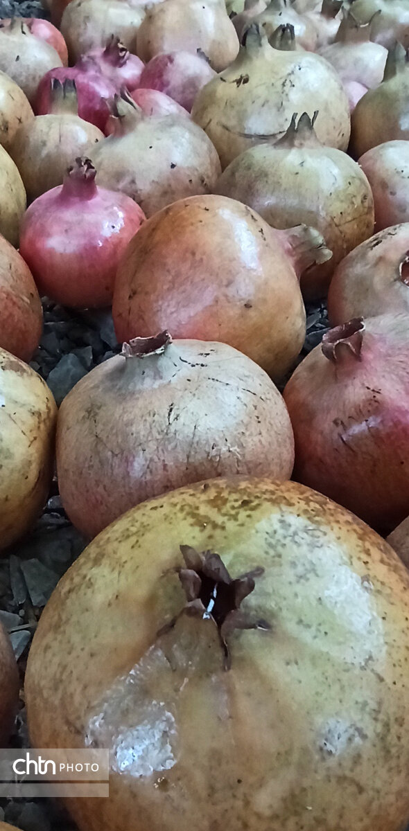 سومین جشنواره انار دزپارت در تنگه‌قاف برگزار می‌شود