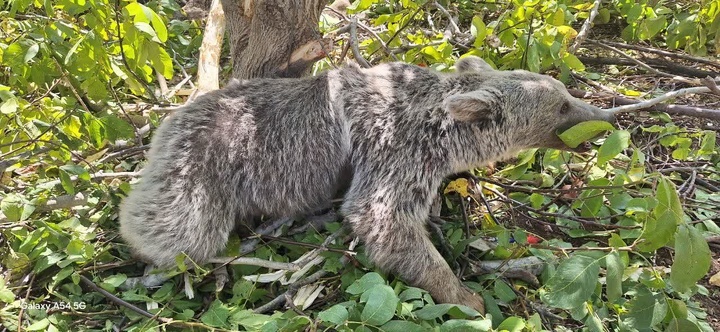 خرس مصدوم گرفتار در باغ‌های شهرستان دنا نجات یافت