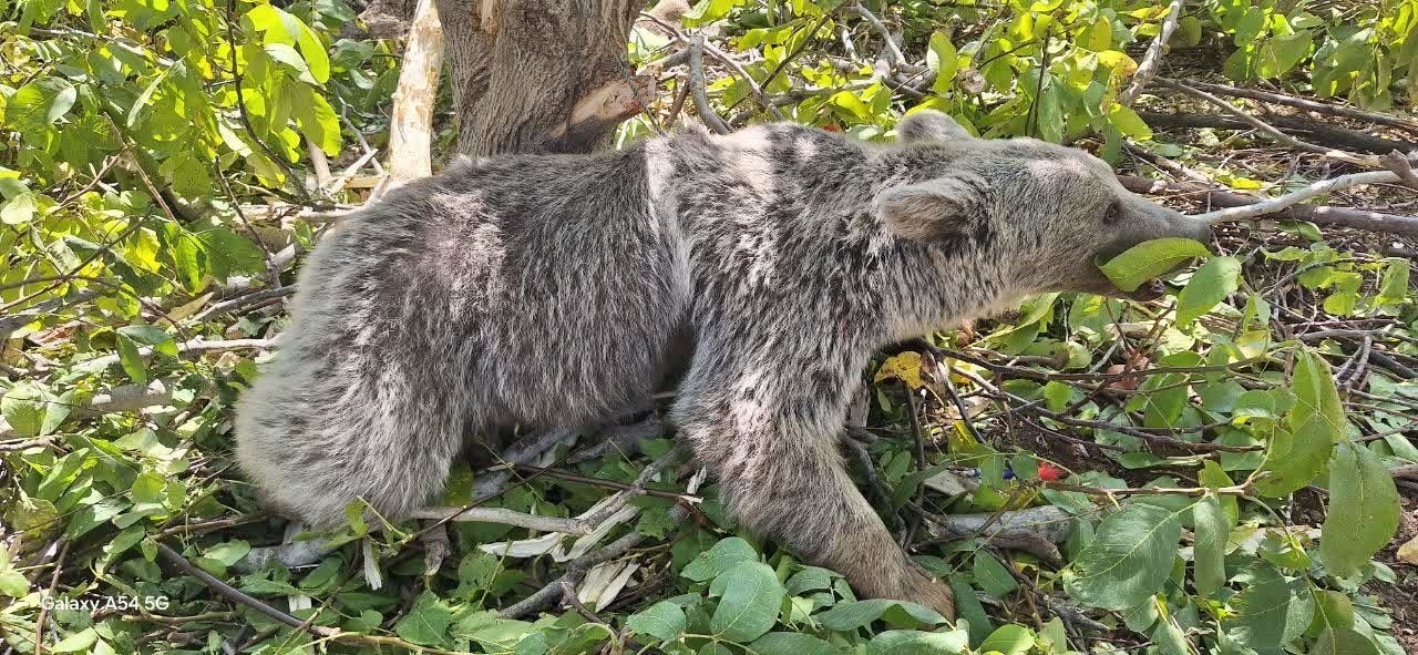 خرس مصدوم گرفتار در باغ‌های شهرستان دنا نجات یافت