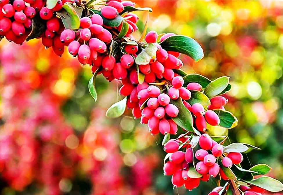 جشنواره مردمی زرشک افین