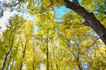 کردستان، میزبان گردشگران در پاییز هزار رنگ