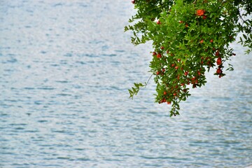 دریاچه الوت، مقصدی دل‌انگیز در طبیعت بانه