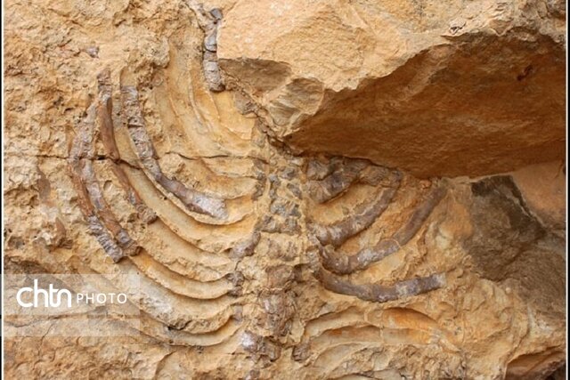 غار «سزار» و فسیل «برد کژدم» در مسیر ثبت ملی