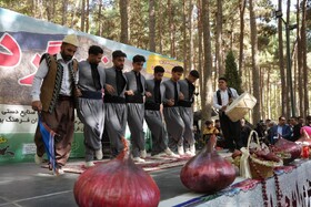 هرسین میزبان جشنواره بزرگ پیاز و گردو