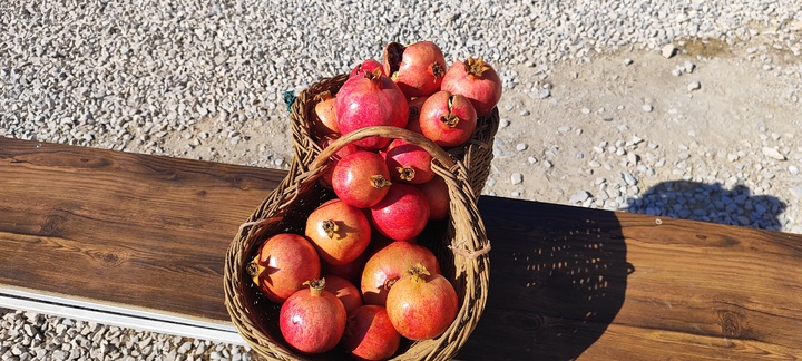 جشنواره انار مارین گچساران