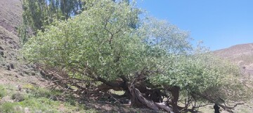 درخت بید کهنسال بکاول شهرستان تربت حیدریه در فهرست میراث طبیعی ملی ثبت شد