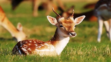 سرشماری جمعیت آهو در دشت سهرین و فیله خاصه آغاز شد