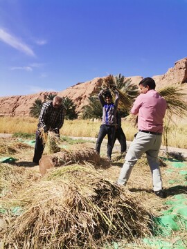 جشنواره «نخل و شالی» در تقویم ملی رویدادهای گردشگری ایران به ثبت رسید
