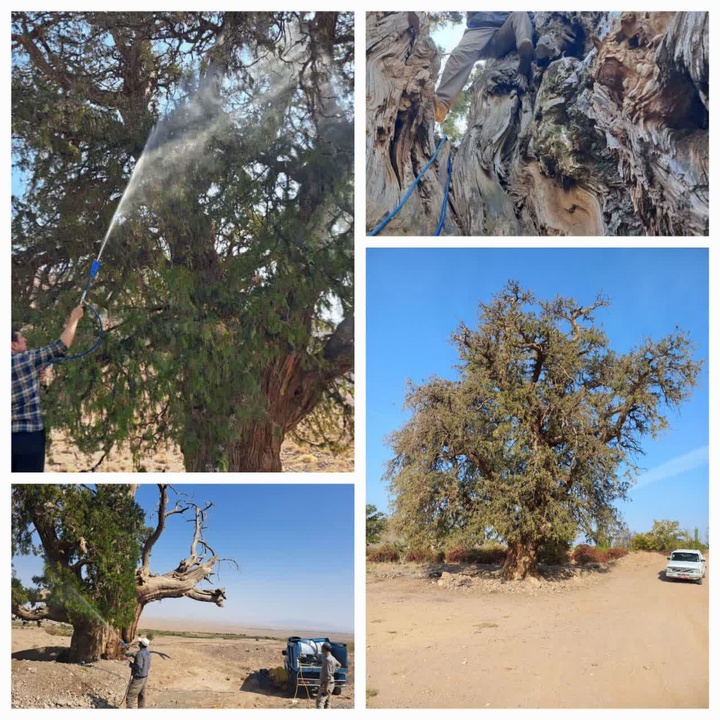 شست‌وشوی درختان کهنسال شهرستان زیرکوه برای مقابله با آفات