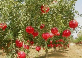 جشنواره اناردانه سیاه جوشان، پیوندی میان گردشگری، کشاورزی و فرهنگ بخش گلباف کرمان