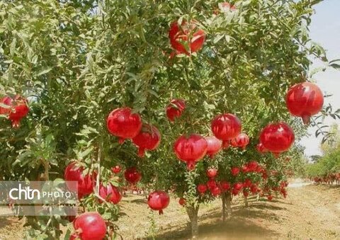 جشنواره اناردانه سیاه جوشان، پیوندی میان گردشگری، کشاورزی و فرهنگ بخش گلباف کرمان