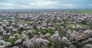 ثبت جهانی باغستان سنتی قزوین به عنوان میراث ارزشمند کشاورزی در فهرست جیاس