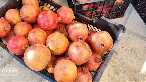جشنواره انار در روستای تاریخی سریزد برگزار شد