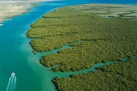 جنگل‌های حرا قشم؛ قلب تپنده زیست‌کره ایران