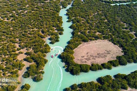 جنگل حرا جاسک