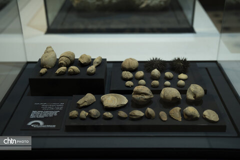 گالری محیط‌ زیست و زمین‌ شناسی موزه منطقه‌ای خلیج فارس بوشهر، آیینه‌ای از شکوه طبیعت و رازهای نهفته زمین است؛ جایی که آگاهی و زیبایی در کنار هم جان می‌گیرند.