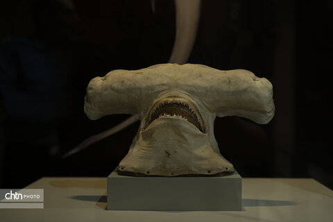 گالری محیط‌ زیست و زمین‌ شناسی موزه منطقه‌ای خلیج فارس بوشهر، آیینه‌ای از شکوه طبیعت و رازهای نهفته زمین است؛ جایی که آگاهی و زیبایی در کنار هم جان می‌گیرند.