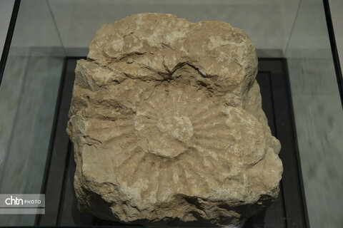 گالری محیط‌ زیست و زمین‌ شناسی موزه منطقه‌ای خلیج فارس بوشهر، آیینه‌ای از شکوه طبیعت و رازهای نهفته زمین است؛ جایی که آگاهی و زیبایی در کنار هم جان می‌گیرند.