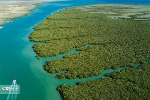 جنگل‌های حرا قشم؛ قلب تپنده زیست‌کره ایران