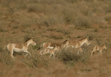 احیای گورخر ایرانی/ افتخاری جهانی در دل کویر سوزان