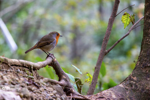 مسیر رویایی خلخال به اسالم